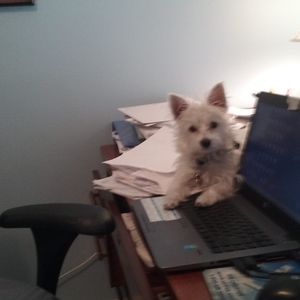 Meet your Posher, Janet